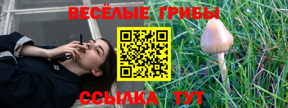 купить наркоту  Вход с VPN  Тайшет  Галлюциногенные грибы Magic Shrooms  Галлюциногенные грибы Psilocybe 